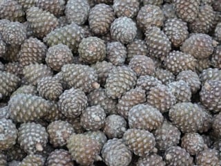 Aydın'da kozalak üretimi için zorluklara rağmen yoğun mesai