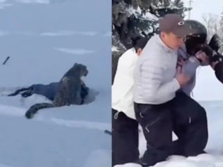 Çin'de kar leoparı turiste saldırdı