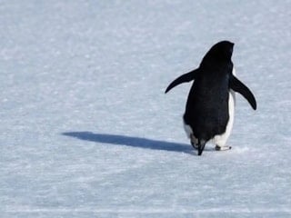 Penguenler neden sürüden ayrılır? İşte gerçek yanıtı...
