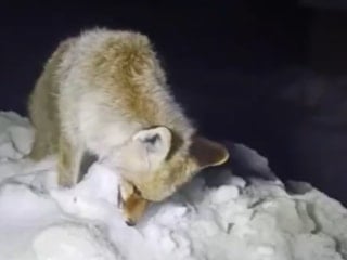 Hakkari'de soğuktan tilki dondu