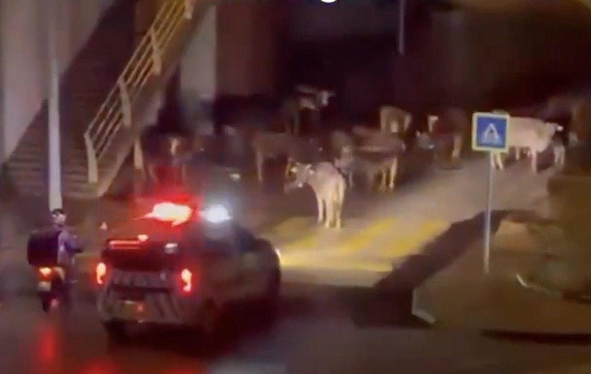 Sahil Yolu Gidişatı Durduran İnekler ve Trafik Ekiplerinin Müdahalesi