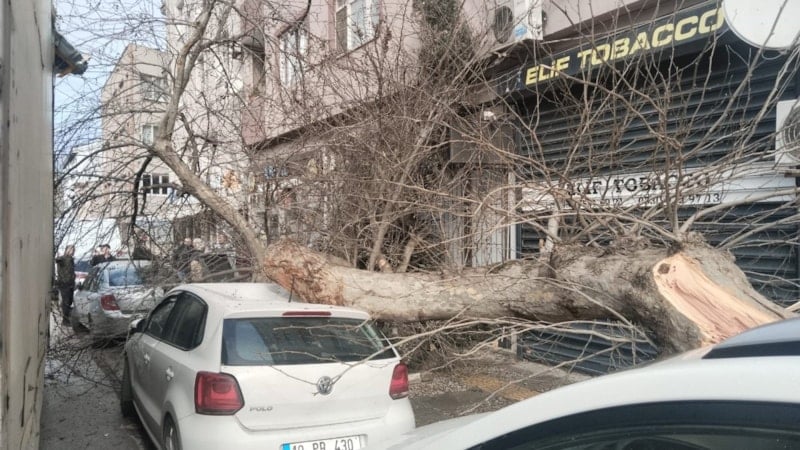 Balıkesir'de kamyonun çarptığı çınar ağacı, araçların üzerine devrildi