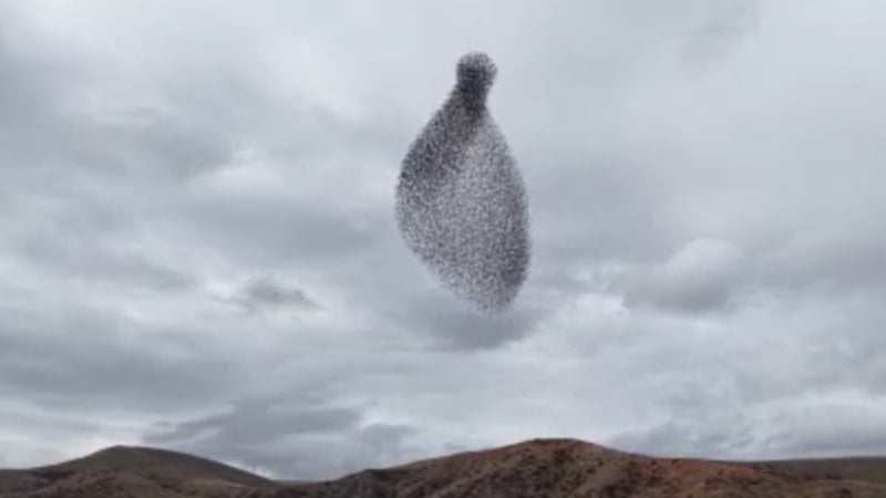 Kırıkkale’de sığırcık sürüsünden gökyüzünde görsel şölen