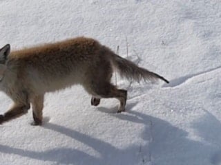 Kars’ta tilkinin drone'la karşılaşması kamerada