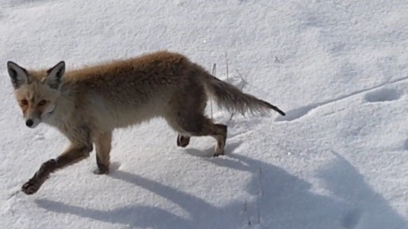 Kars’ta tilkinin drone'la karşılaşması kamerada