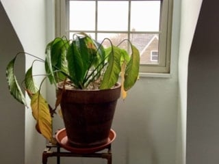 Öldü diye sakın çöpe atmayın! Kuruyan bitkileri hayata döndüren o mucize yöntem