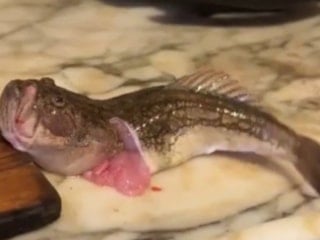 İzmir'de içi temizlenen balık dakikalarca çırpındı