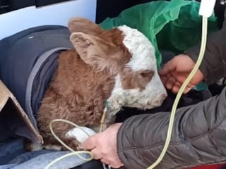 Ardahan'da buzağıya bagajda serum tedavisi