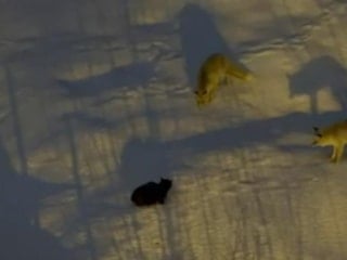 Hakkari’de tilkilerle kedinin yiyecek kapma mücadelesi