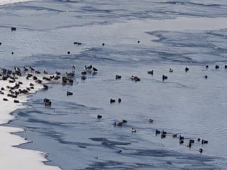 Erzurum'da Sibirya soğukları, yaban hayatını vurdu
