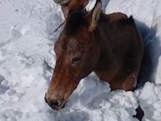Batman’da karda mahsur kalan katırlar kurtarıldı