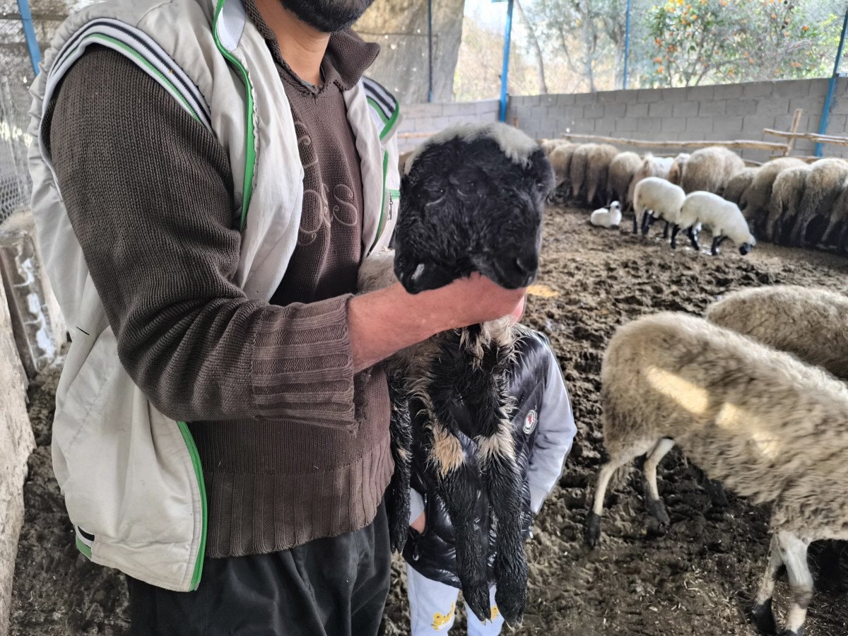 Hatay’da Çift Başlı Yavru: Koyunun Şaşırtan Doğumu ve Sahibinin Dikkat Çeken Açıklamaları