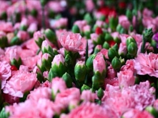 Türkiye'den 2025'te 83 ülkeye çiçek ihracatı yapıldı