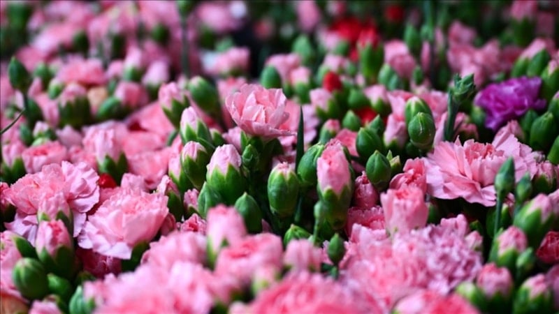 Türkiye'den 2025'te 83 ülkeye çiçek ihracatı yapıldı