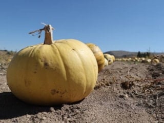 Market ile üretici arasındaki fiyat farkı yüzde 278’i geçti