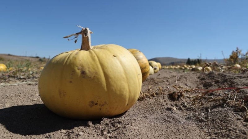 Market ile üretici arasındaki fiyat farkı yüzde 278’i geçti