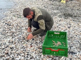 Mersin'de fırtına sonrası sahile vuran binlerce kargı midyesini balıkçılar topladı