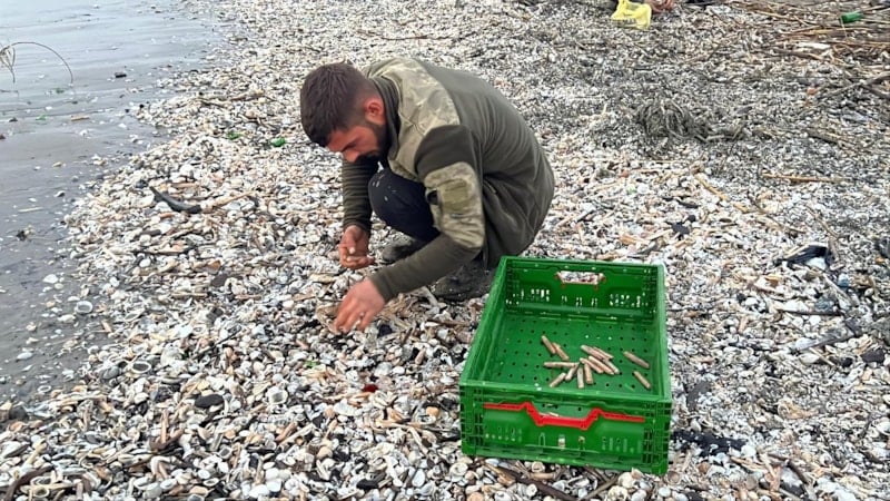Mersin'de fırtına sonrası sahile vuran binlerce kargı midyesini balıkçılar topladı