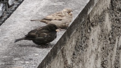 Isparta'da serçe sürüsünde fark ettiler, adını 'Kömür' koydular