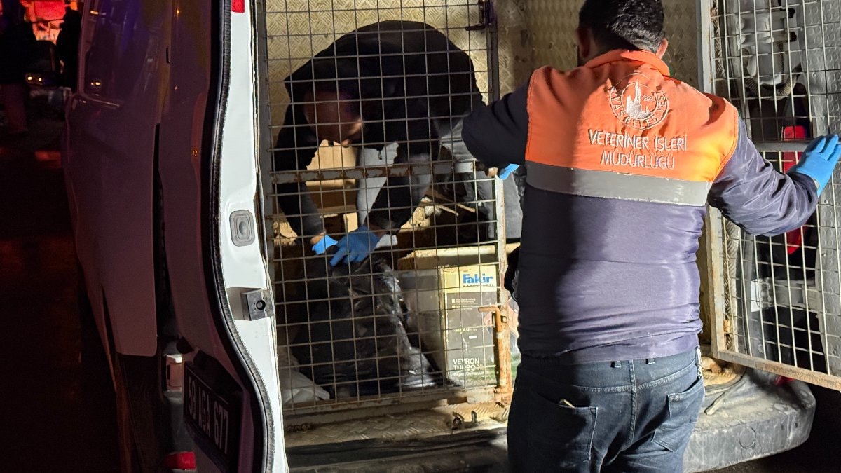 Sivas’ta 2 katlı evde yangın: 26 kedi telef oldu