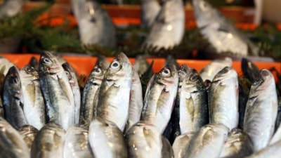 Şubat'ta hangi balık yenir? İşte tam mevsimi olan balıklar…