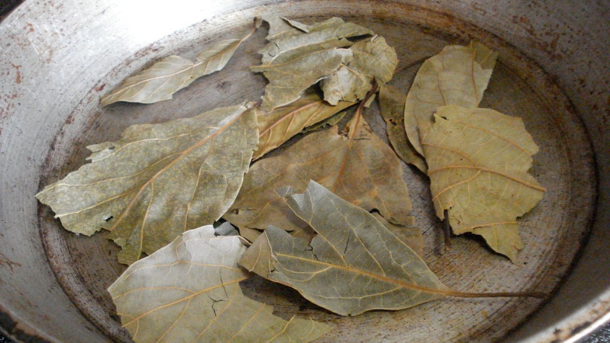 Avokado yaprağını kaynatıp içen yaşadı! Sonuçları şaşırtıyor...