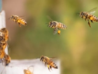 Bilim insanları, bal arılarından ilham alarak GPS sistemleri geliştiriyor