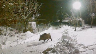 Artvin’de aç kalan yaban hayvanları köye indi