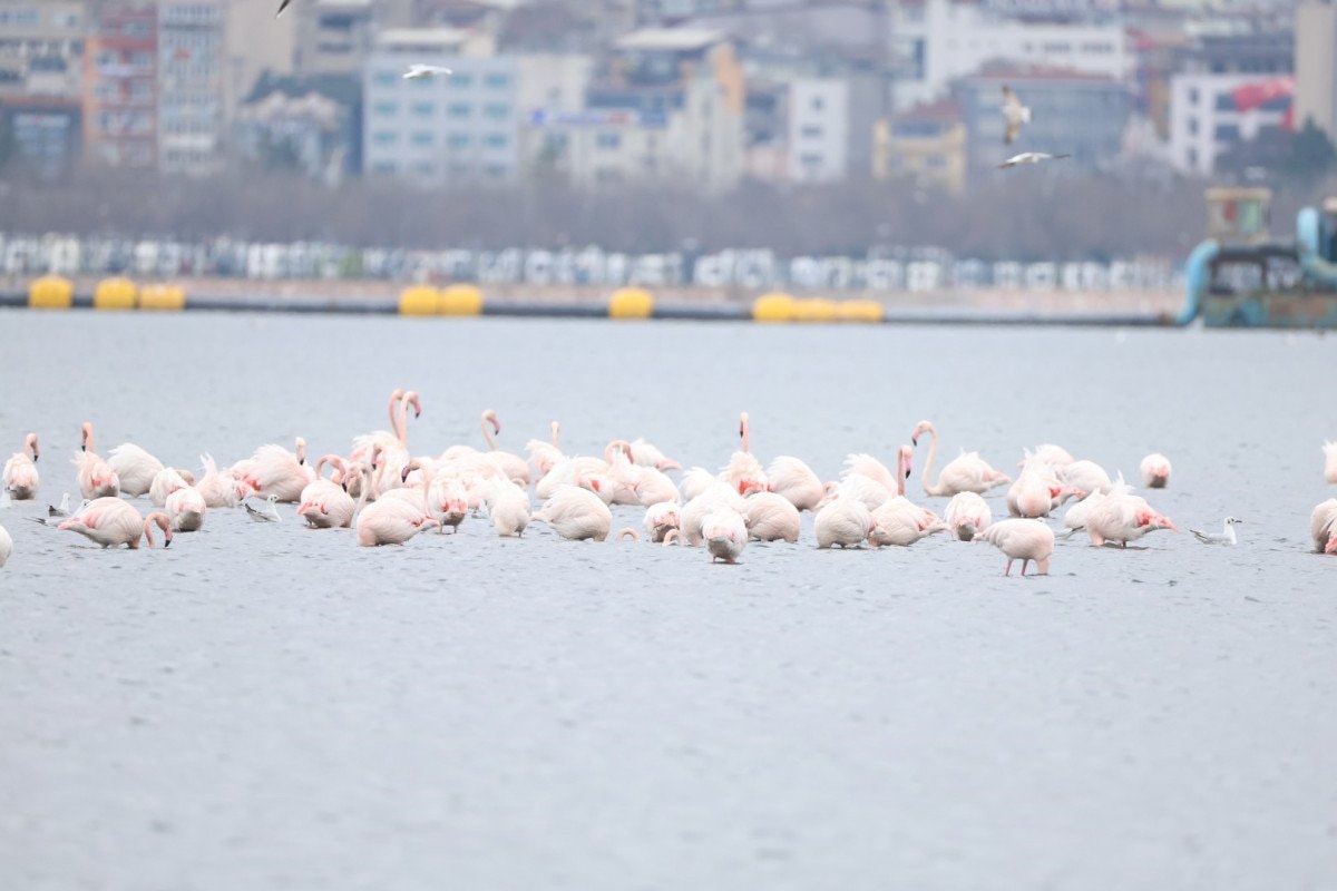Flamingolarla Dolu Şenlik: İzmit Körfezi’nde 3. Flamingo Şenliği Renkli Saha Gözlemleri ile Beraberinde