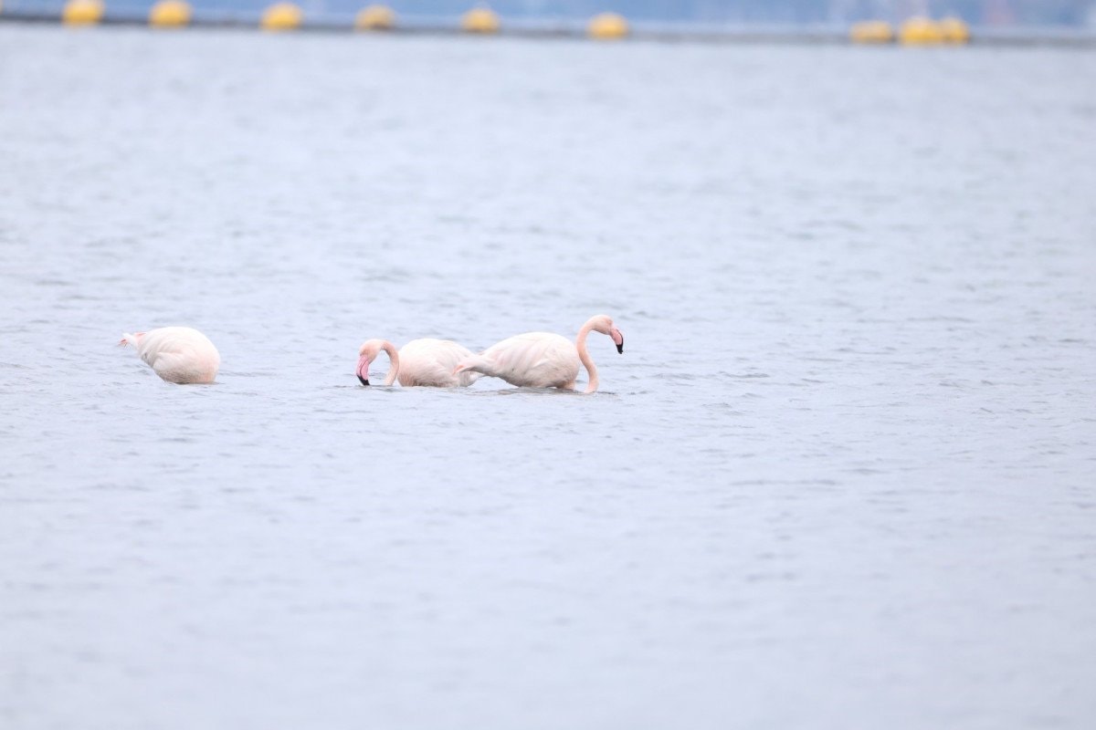 Flamingolarla Dolu Şenlik: İzmit Körfezi’nde 3. Flamingo Şenliği Renkli Saha Gözlemleri ile Beraberinde