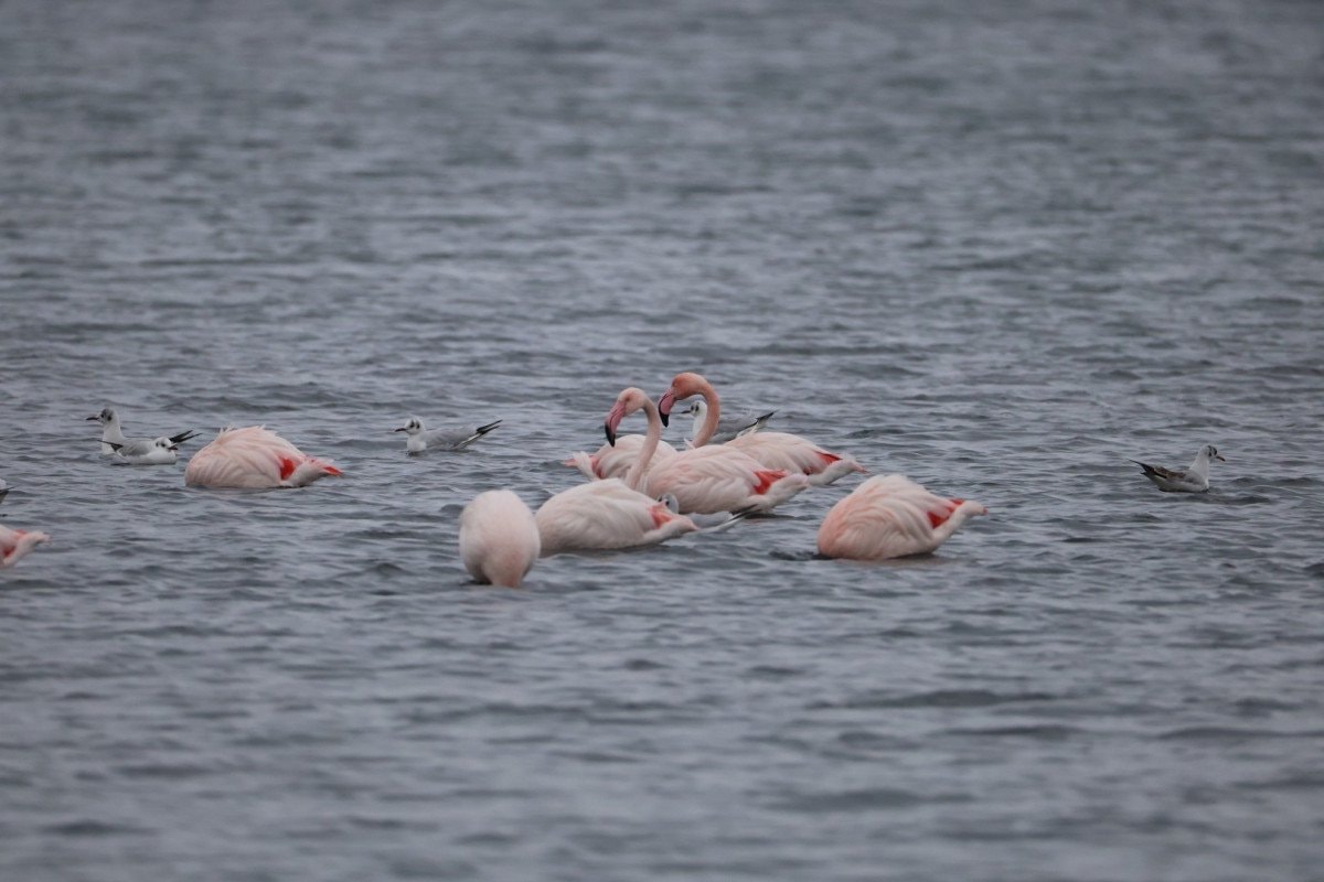 Flamingolarla Dolu Şenlik: İzmit Körfezi’nde 3. Flamingo Şenliği Renkli Saha Gözlemleri ile Beraberinde