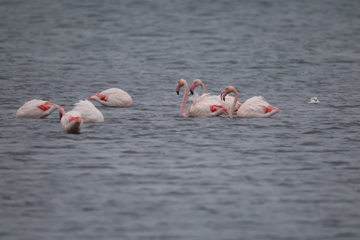 Flamingolarla Dolu Şenlik: İzmit Körfezi’nde 3. Flamingo Şenliği Renkli Saha Gözlemleri ile Beraberinde