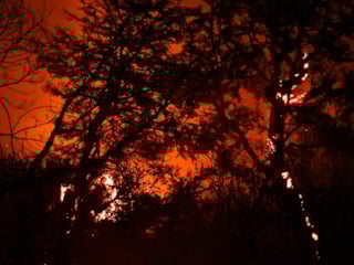 Arjantin’de orman yangınları: 50 bin hektar kül oldu