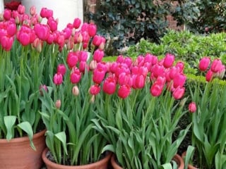 Çiçekçilerin sırrı ifşa oldu: Lalelerin ömrünü iki katına çıkaran “şeker” hilesi...