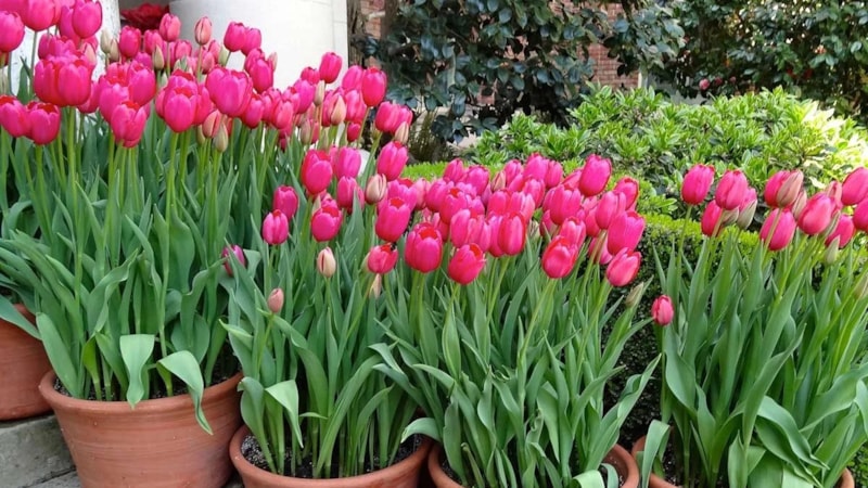 Çiçekçilerin sırrı ifşa oldu: Lalelerin ömrünü iki katına çıkaran “şeker” hilesi...