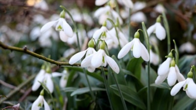 Bu çiçeğe yaklaşmayın bile: Cezası 699 bin 245 TL