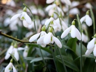 Bu çiçeğe yaklaşmayın bile: Cezası 699 bin 245 TL