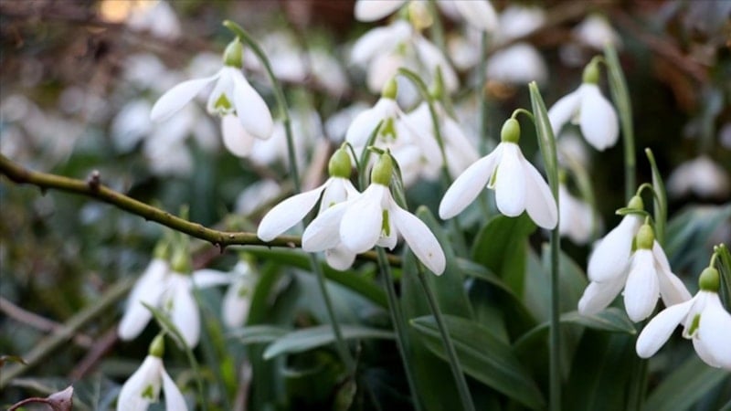 Bu çiçeğe yaklaşmayın bile: Cezası 699 bin 245 TL