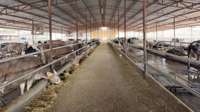 Hatay'da besiciler devlet desteğiyle yeniden üretime döndü