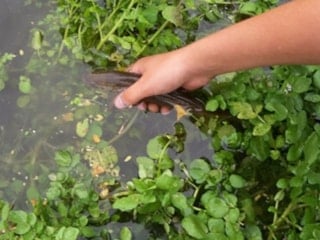 Meğer hazineymiş! Yol kenarı sebzesi 100 puan aldı: Dünyanın en sağlıklısı...