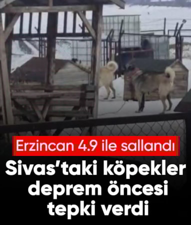 Erzincan'daki depremi Sivas’taki Kangal köpekleri hissetti: O anlar kamerada
