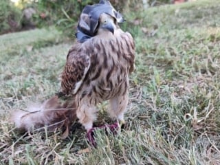 Danıştay kararı, Karadeniz’de atmacacılığı tartışmaya açtı