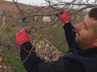 Manisa'da badem ağaçları kış ortasında çiçeklendi