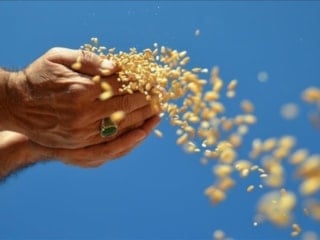 Ocak ayındaki yağlı tohum ihracatı 1 milyar dolarlık gelire yaklaştı