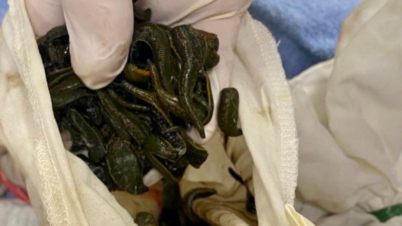 Tarım Bakanlığı, İstanbul'da 90 bin tıbbi sülüğün yasa dışı girişini engelledi