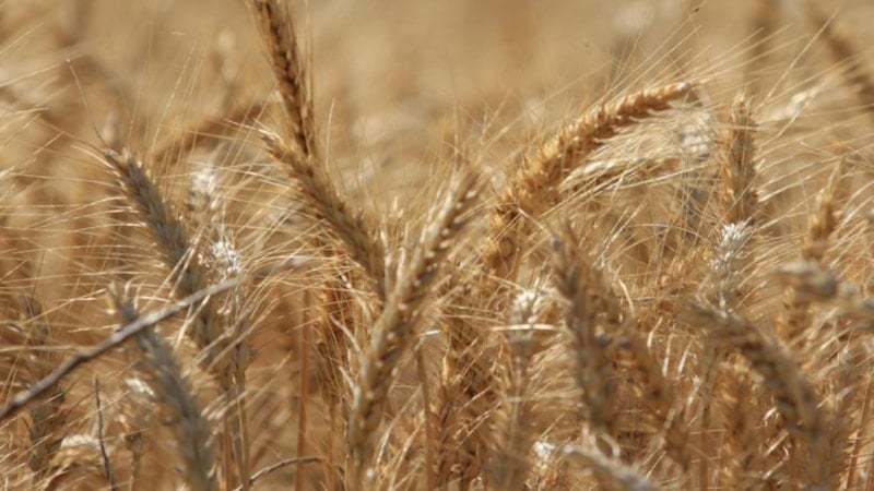 Dünya tahıl üretiminde rekor beklentisi