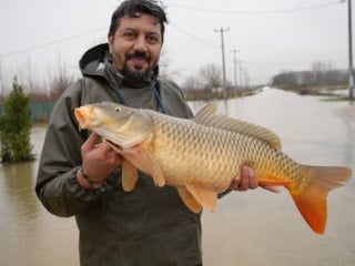 Meriç Nehri'nin taşmasıyla bazı vatandaşlar tarlasında canlı sazan balığı yakaladı