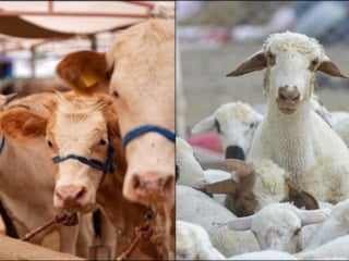 Büyükbaş ve küçükbaş sayısı 2025'te yükseldi