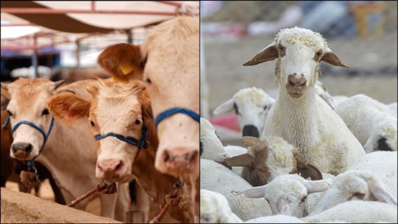 Büyükbaş ve küçükbaş sayısı 2025'te yükseldi