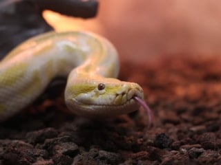 Denizli'de el konulan piton, Konya'ya getirildi